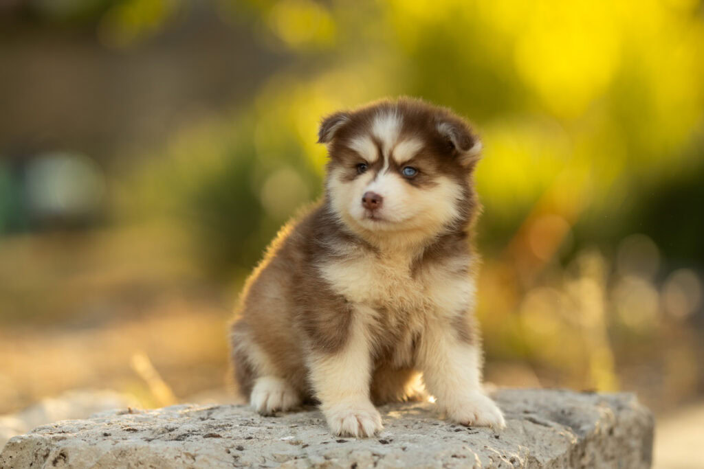 0E7A4430-1024x683 Nos Pomsky Disponibles