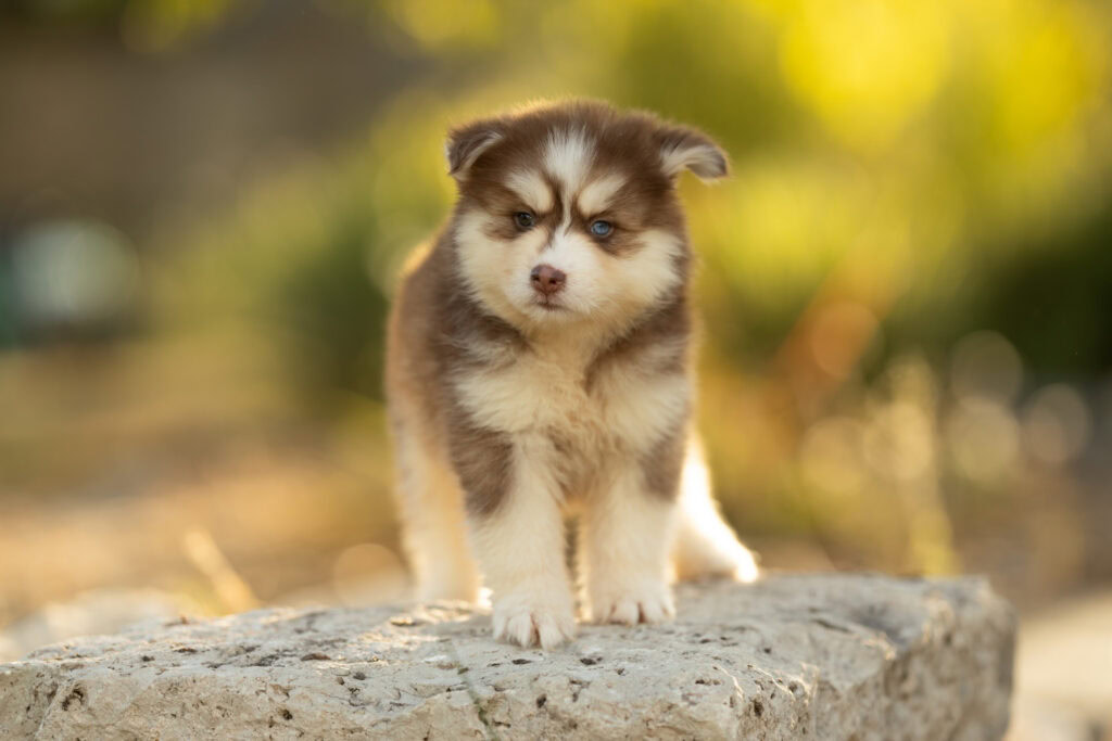 0E7A4449-1024x683 Nos Pomsky Disponibles