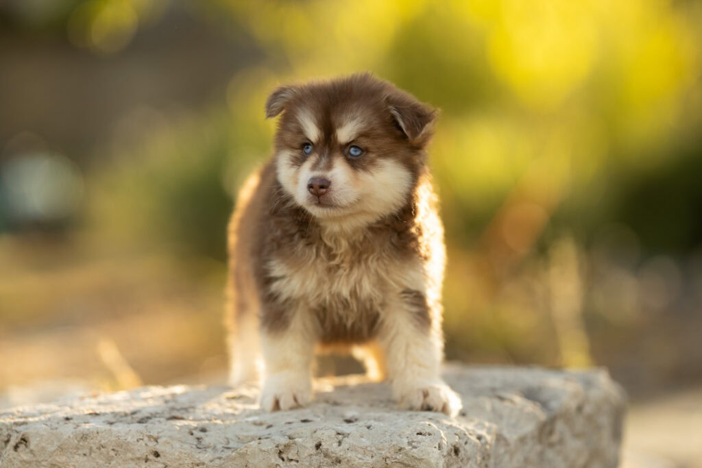 0E7A4491-1024x683 Nos Pomsky Disponibles