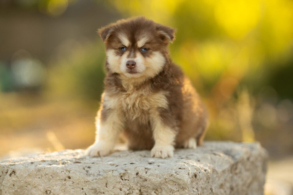 0E7A4513-1024x683 Nos Pomsky Disponibles