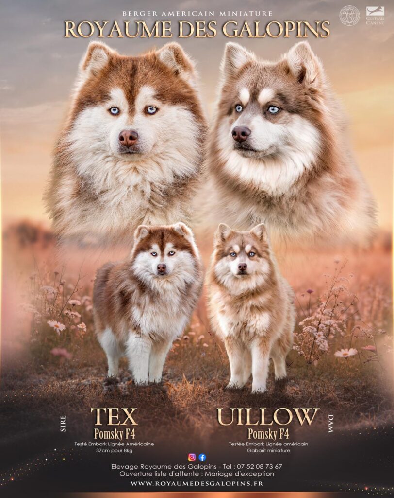 Montage-812x1024 Nos Pomsky Disponibles