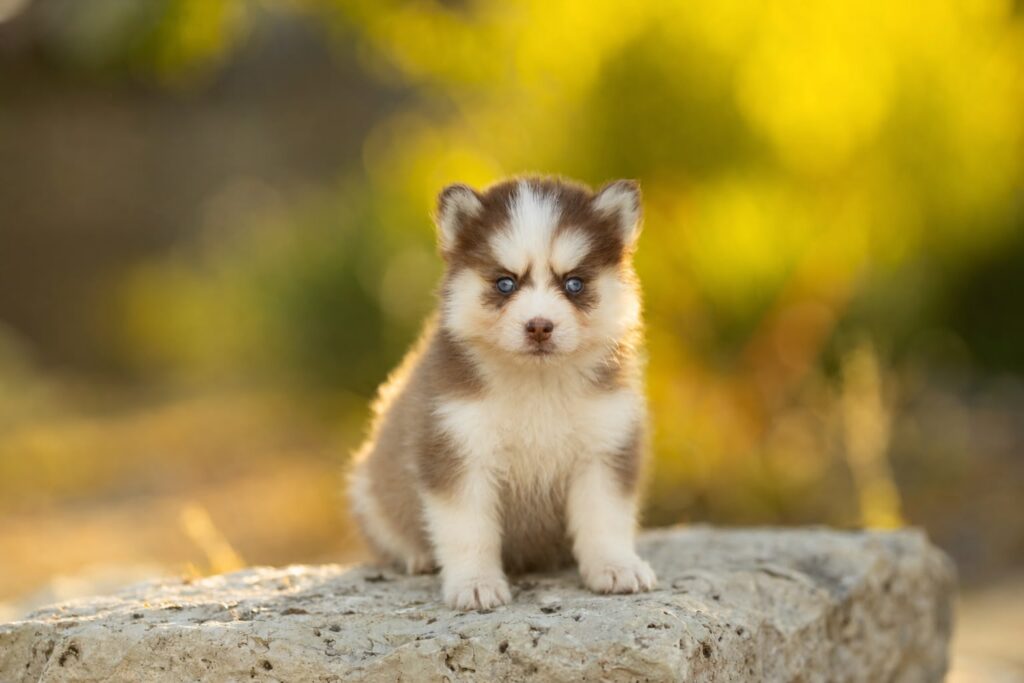 WhatsApp-Image-2026-06-30-at-13.33.33-1024x683 Nos Pomsky Disponibles