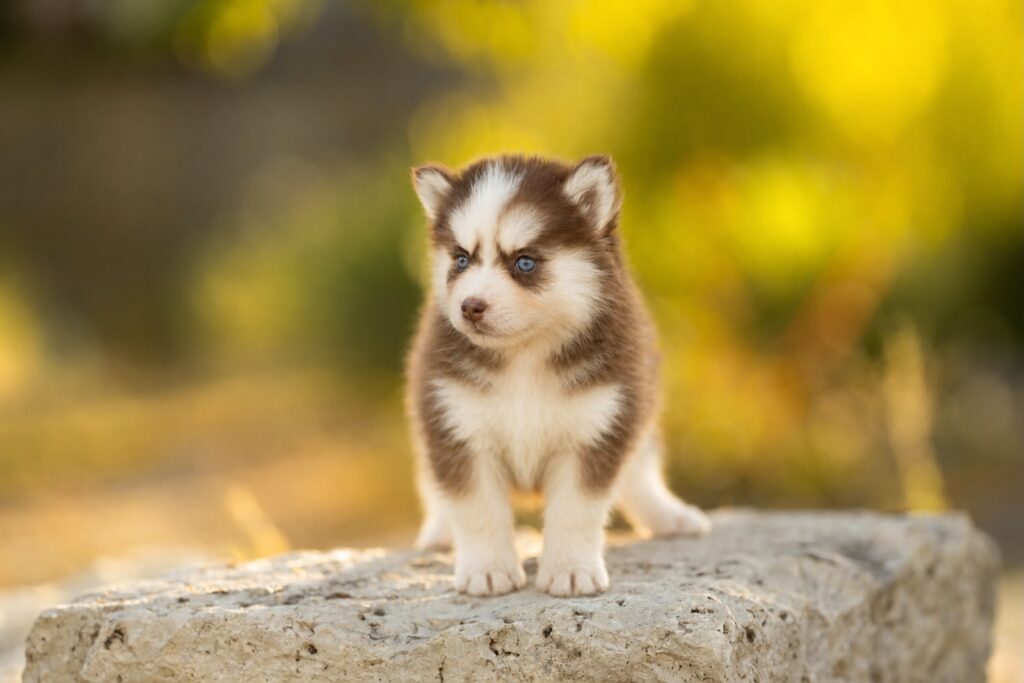 WhatsApp-Image-2026-06-30-at-13.33.59-1-1024x683 Nos Pomsky Disponibles