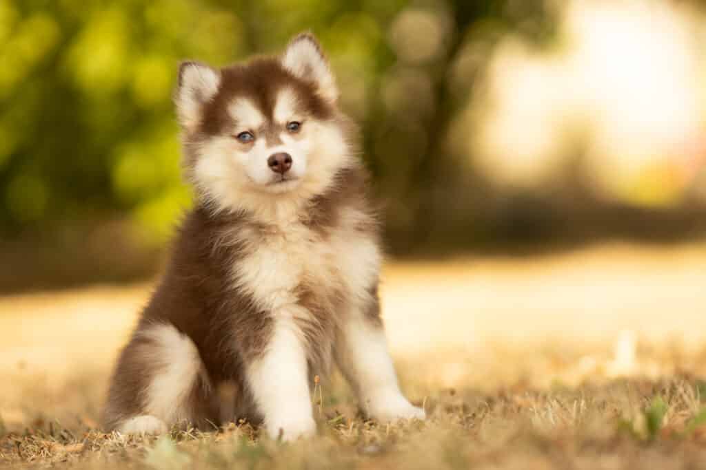 0E7A5462-1024x683 Nos Pomsky Disponibles