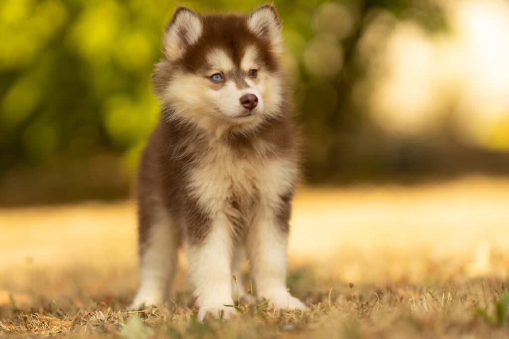 0E7A5478-1024x683 Nos Pomsky Disponibles