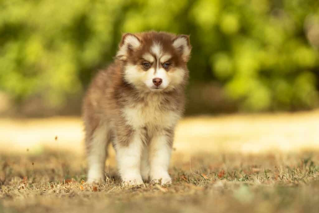 0E7A5495-1024x683 Nos Pomsky Disponibles
