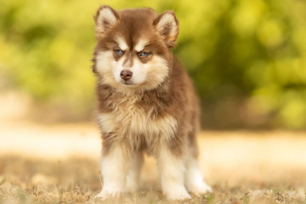 0E7A5579-1024x683 Nos Pomsky Disponibles
