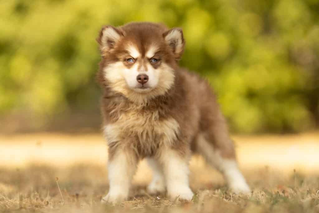 0E7A5585-1024x683 Nos Pomsky Disponibles