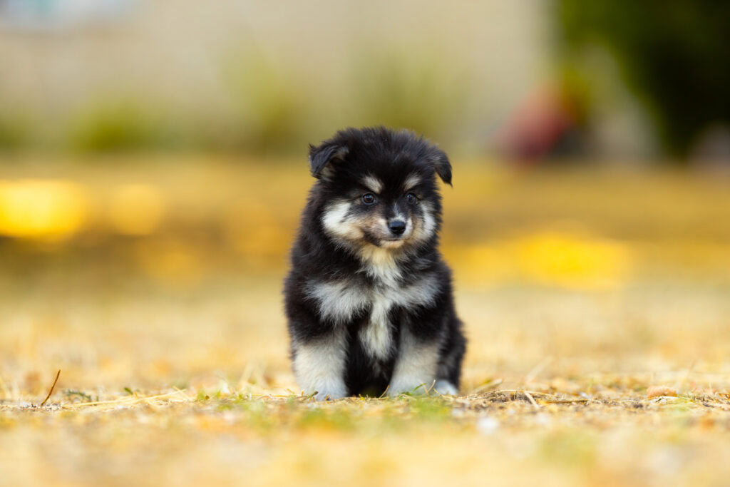 0E7A6215-1024x683 Nos Pomsky Disponibles