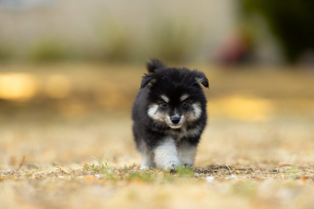 0E7A6221-1024x683 Nos Pomsky Disponibles