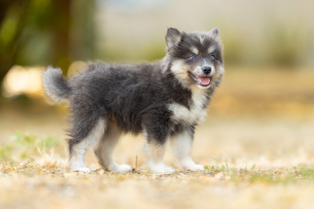 0E7A6254-1024x683 Nos Pomsky Disponibles