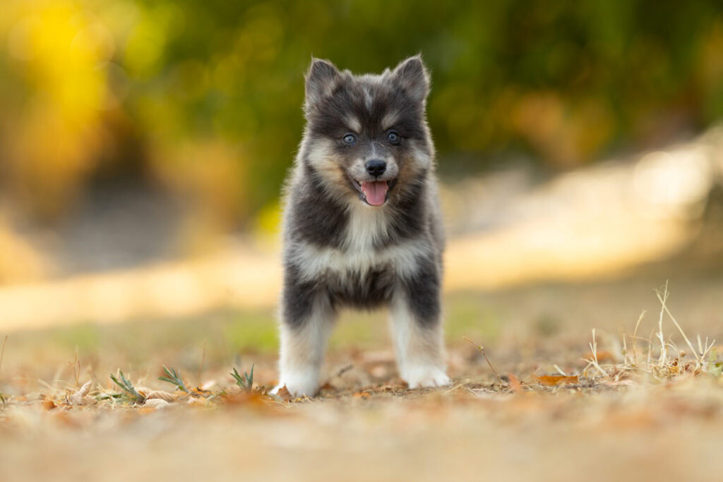 0E7A6281-1024x683 Nos Pomsky Disponibles