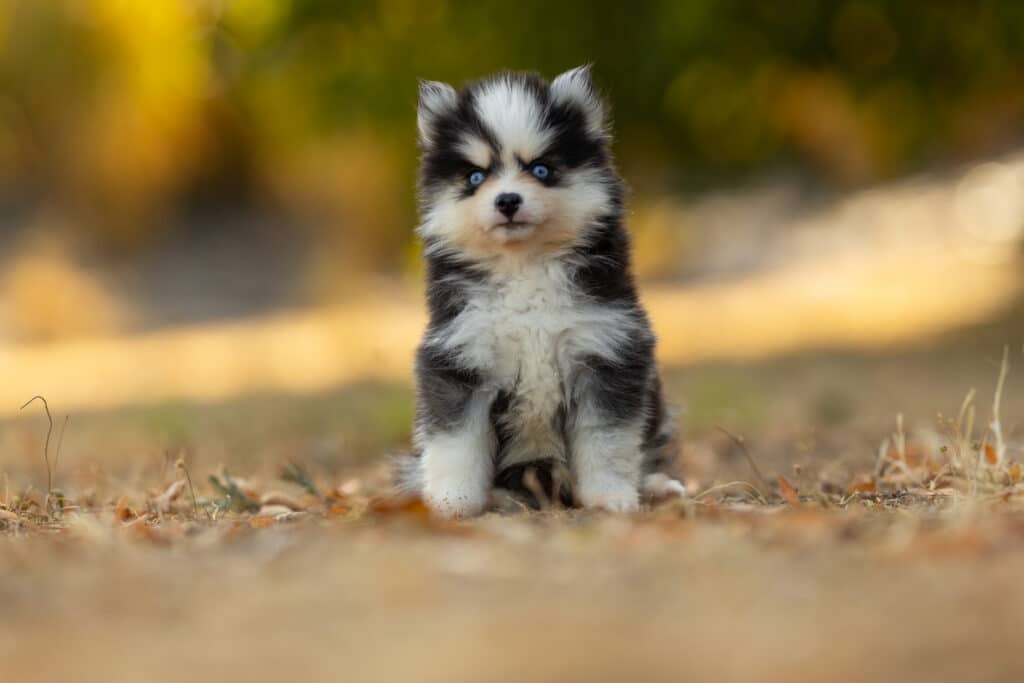 0E7A6294-1024x683 Nos Pomsky Disponibles