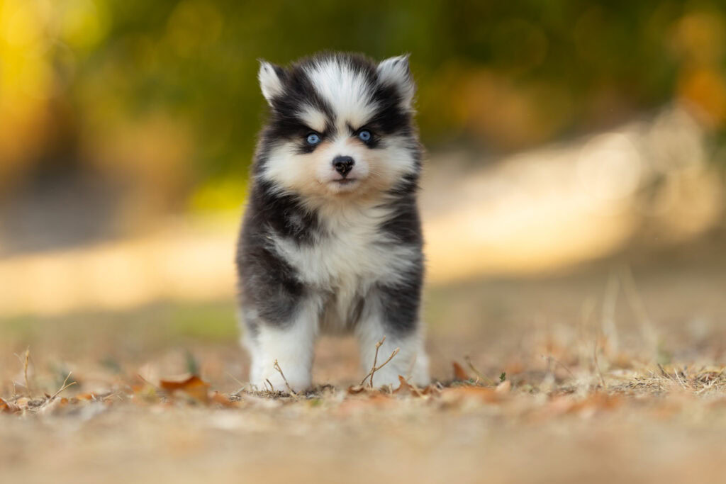 0E7A6305-1024x683 Nos Pomsky Disponibles