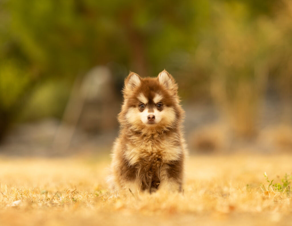 0E7A6766-1024x792 Nos Pomsky Disponibles