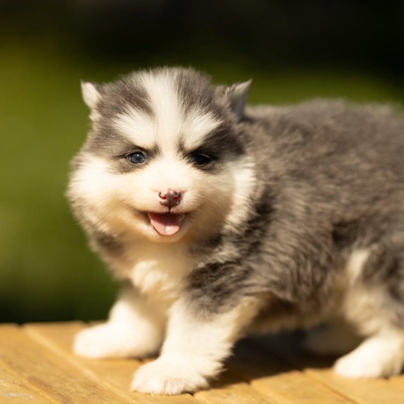 0E7A6665-rm31emht7zfc6k92r6hszxcz3bzwxujc9n7q8rm0jk Prix du Pomsky et du Berger Australien - Élevage Royaume des Galopins