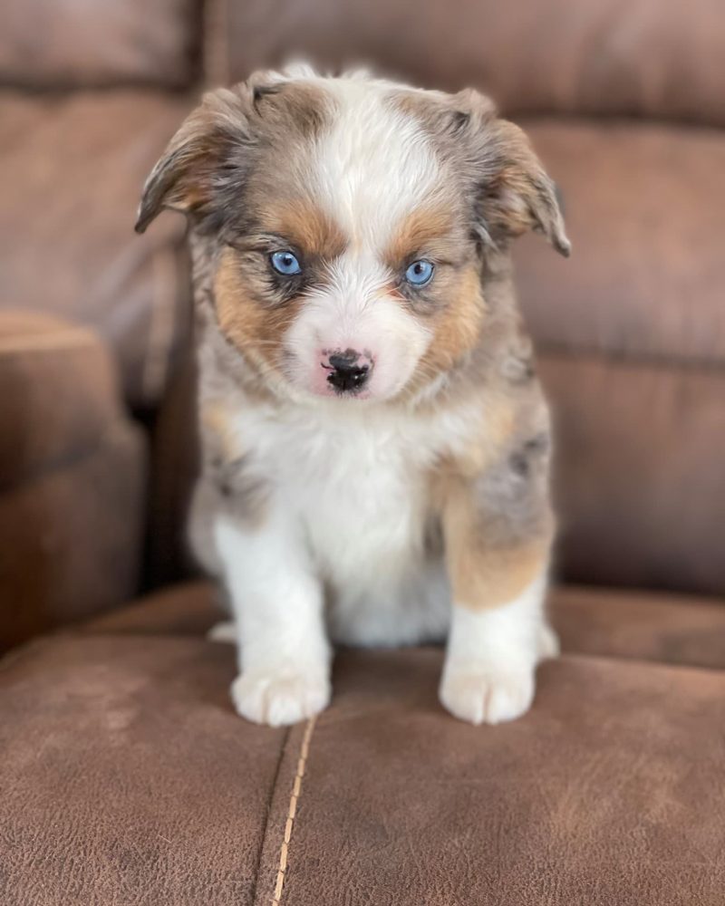 240697704_580088279664835_7838561725402844259_n-rm30y9506v1ow8pq0r3n4rqzefl6fei07l5ye6xt00 Tout Savoir sur le Berger Australien Miniature & Toy