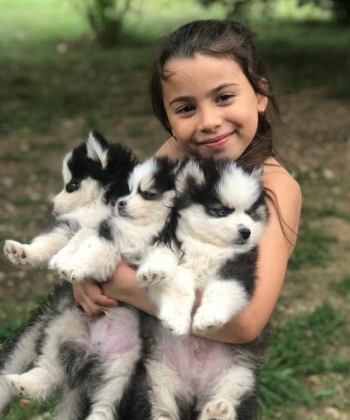 241105772_370489841230822_5676256568954971919_n-rm30y94wjantlmw8fxto9fdvwki368vnypwlx0z5v4 Tout savoir sur le Pomsky FAQ