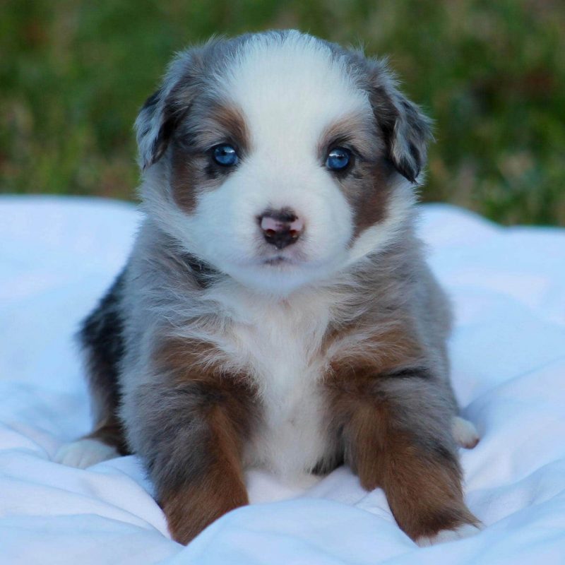 265945151_2713601872267566_7950596870433191876_n-rm30y4ft8ou4d07z41pl839nntbxt50zbywuxw2ts0 Tout Savoir sur le Berger Australien Miniature & Toy