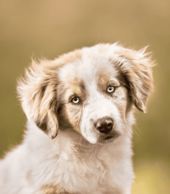 Background-841KB-2-rm30xqc76biydfz0bjfh3pte3ji07t8gzq18maphds Nos Reines et Rois