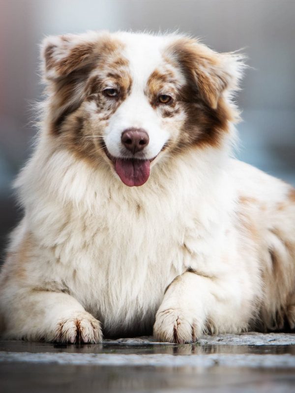 Australian Shepherd Toy