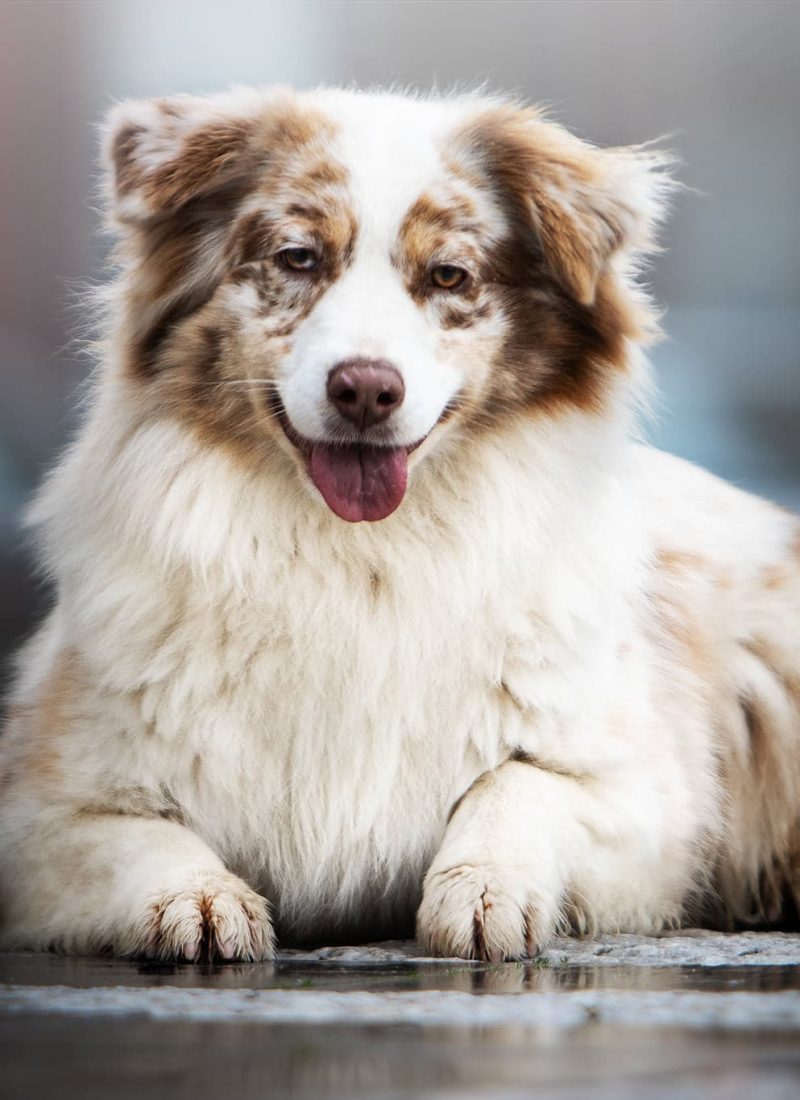 Berger-Rouge-Merle-rm30yqzxspqphfc2gji0h92r2llcrjg37j20jeqarc Tout Savoir sur le Berger Australien Miniature & Toy