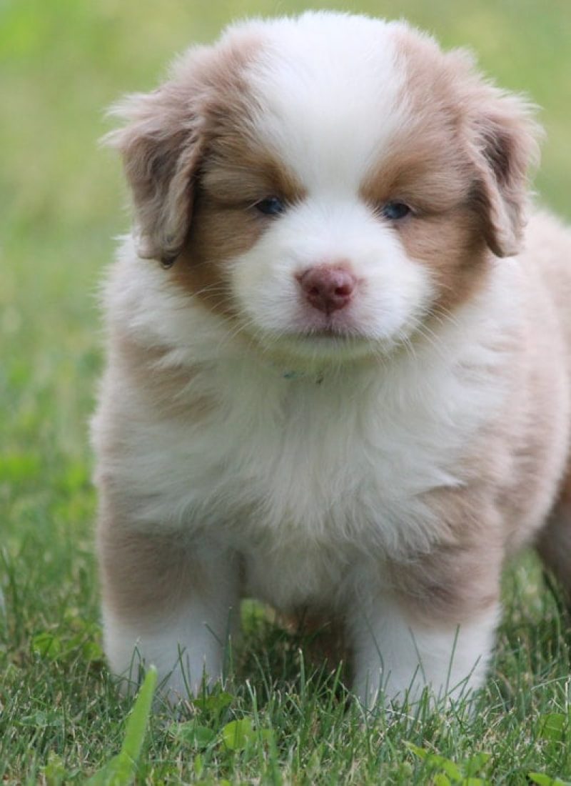 Berger-rm30xacz5zqnf9gizwqwlmcxt0ssshn4caitnwwcfs Tout Savoir sur le Berger Australien Miniature & Toy