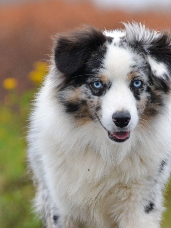 Australian Shepherd Mini