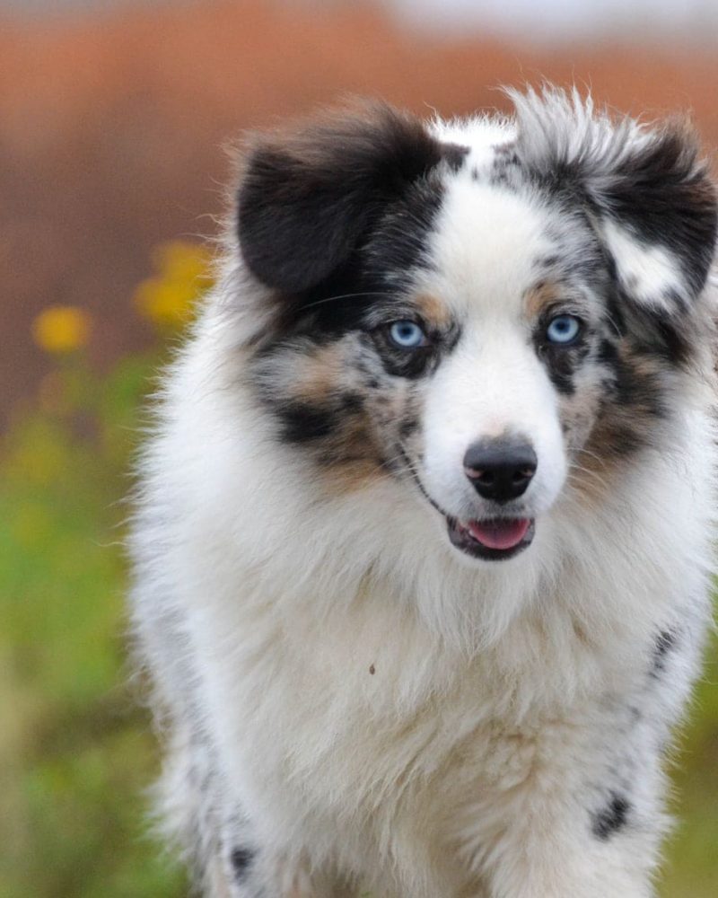 Bleu-Merle-rm30ycwcy76u6ok9esq5eqstrz2na6wxk3rwbas8b4 Tout Savoir sur le Berger Australien Miniature & Toy