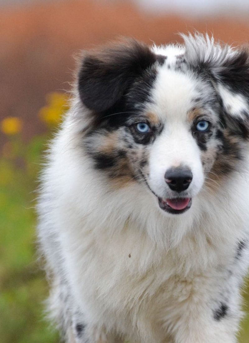 Bleu-Merle-rm30ycwcy77en9wjqvelxumu5tiuk2w45l9qc9b7co Tout Savoir sur le Berger Australien Miniature & Toy