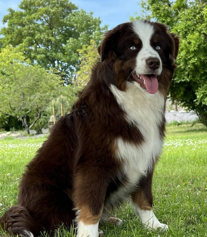 Chelsi-rm30x5nqzyqna0t1oahokv1912bxigydkvok27k56o Nos Reines et Rois