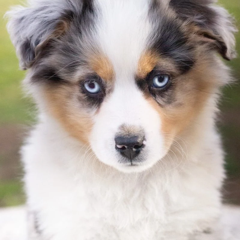 IMG_0258-rm30xitivi0ixz3dmad64qq1zyahw3n5kzwowiyvr4 Prix du Pomsky et du Berger Australien - Élevage Royaume des Galopins