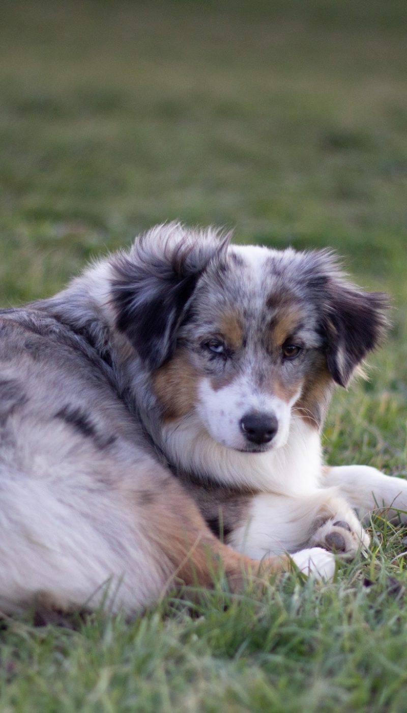 IMG_1185-rm30xitivi3xpj53mqfxbdq4b0zpjfi95wvp2a4q0g Tout Savoir sur le Berger Australien Miniature & Toy