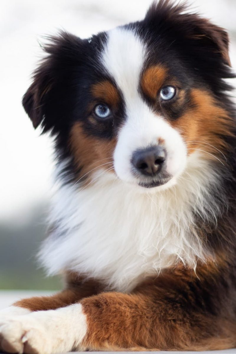 IMG_1657-1-rm30xitivi2sscgiyl309623jc3aznjvyxw10d2rxc Tout Savoir sur le Berger Australien Miniature & Toy