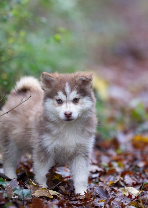 IMG_2422-rm30x1wbsx1785zbshtalu4oyovem23729e3v9a8uw Nos Reines et Rois