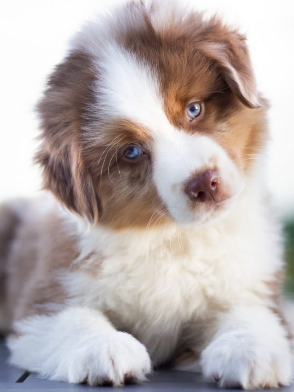 Australian Shepherd Toy