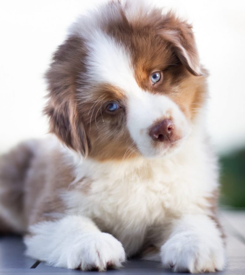 IMG_3140-rm30xgxuhtyircie9c8div1570zyqlevi83jyxkn54 Tout Savoir sur le Berger Australien Miniature & Toy