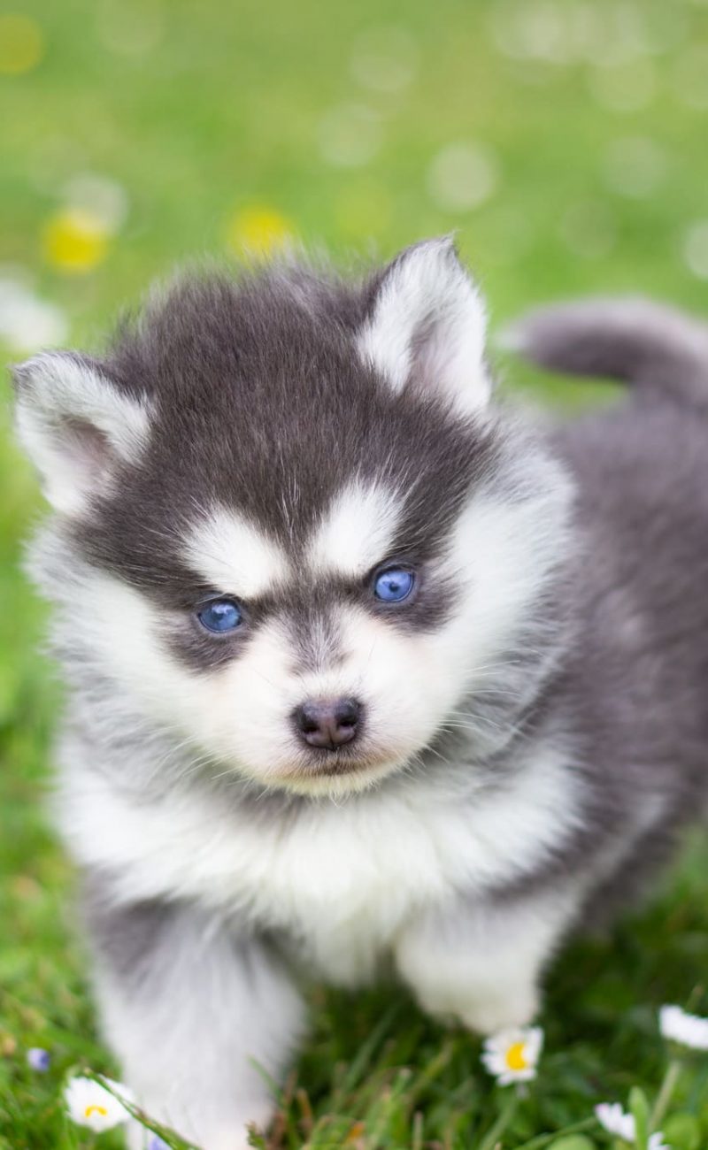 IMG_3894-rm30xgxuhu0slpvjlmy7nad6qesru5blw62w2rojbc Le Pomsky