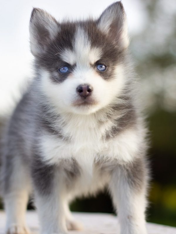 IMG_4181-rm30xacwqa57qnsru0c3ucu7chxc738hz7unc5exc0 Tout savoir sur le Pomsky FAQ