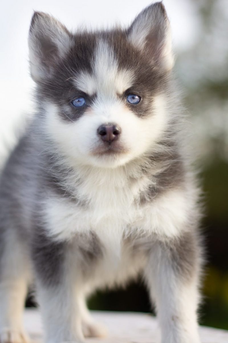 IMG_4181-rm30xacz5zr7vustbzfd4q6y6v902dmaxs0novfbhc Le Pomsky