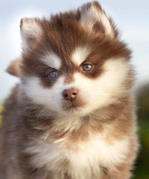 IMG_4298-2-2-rm30xc8jw3esba80s1lqc5or4308ou92672m4cbxww Tout savoir sur le Pomsky FAQ