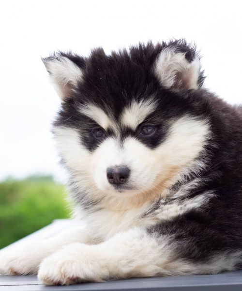 IMG_5928-rm30xc8jw3esba80s1lqc5or4308ou92672m4cbxww Tout savoir sur le Pomsky FAQ