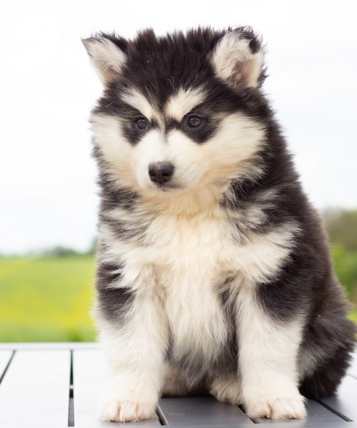 IMG_5941-rm30xc8jw3esba80s1lqc5or4308ou92672m4cbxww Tout savoir sur le Pomsky FAQ