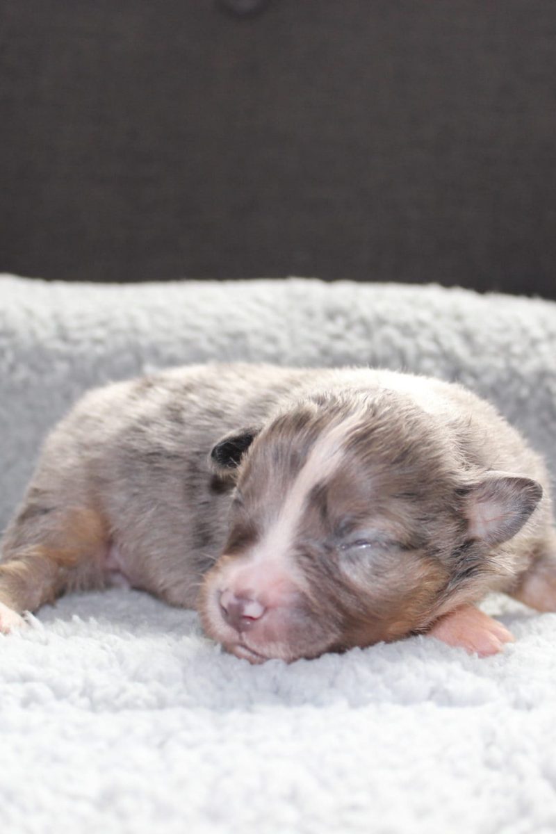 IMG_6376-scaled-rm30ydu75199fh7gxghp1g8b51uf1nz137f1uhss80 Tout Savoir sur le Berger Australien Miniature & Toy