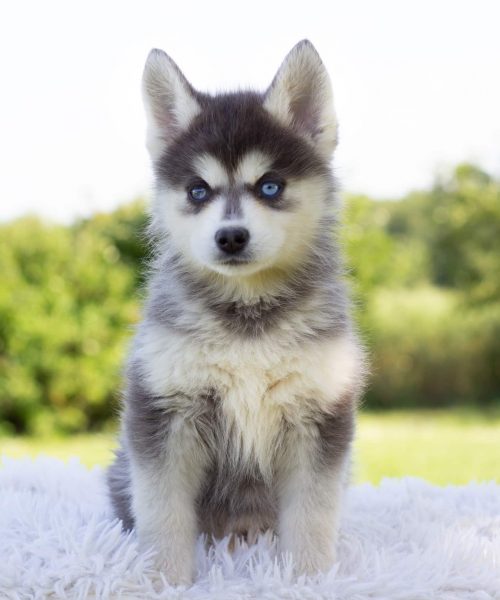 IMG_7206-rm30xe489rhcyi5ah2ezh57oauqz48giugdl2w95kg Tout savoir sur le Pomsky FAQ