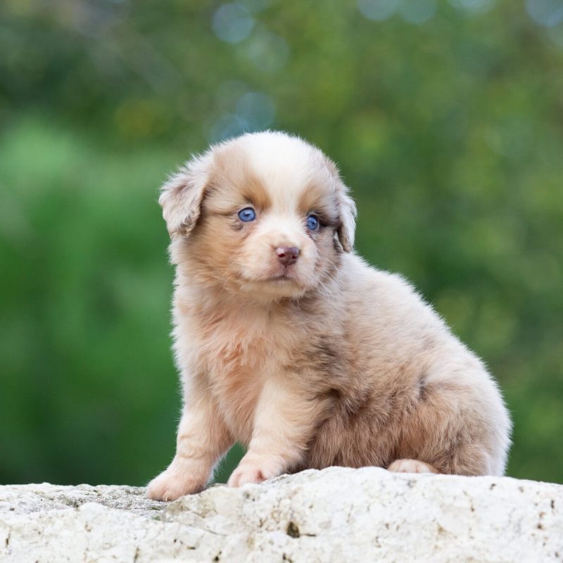 IMG_9749-rm30x3s3u5fxs7p823v50uiohscmgxzg6xgx83l6io Prix du Pomsky et du Berger Australien - Élevage Royaume des Galopins