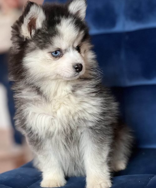 Pomsky Toy and Mini Husky Royaume des Galopins