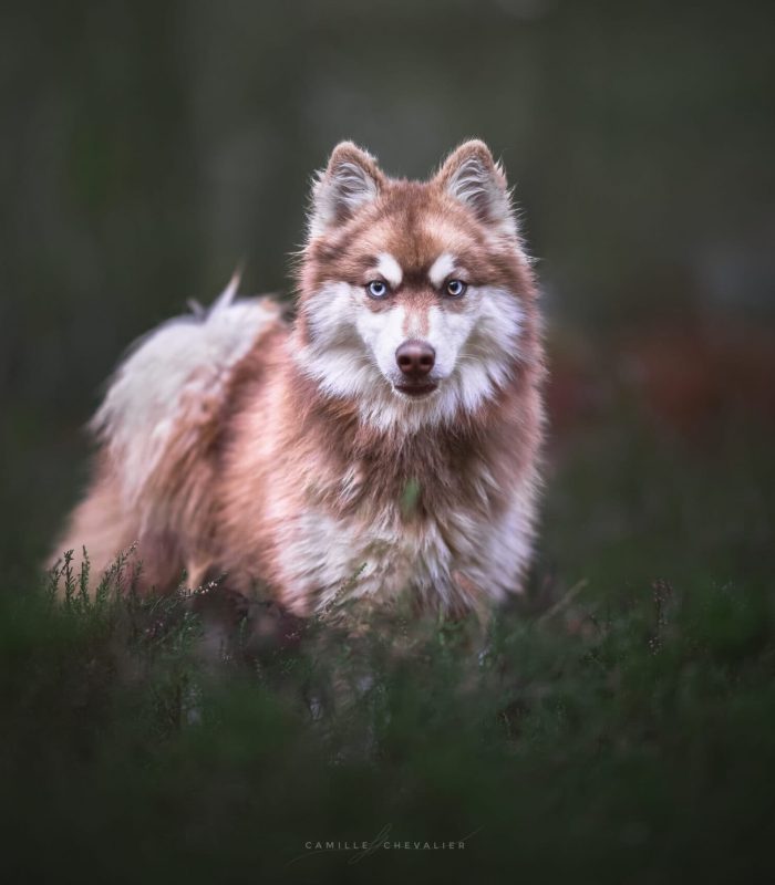 Pomsky chocolat Royaume des Galopins