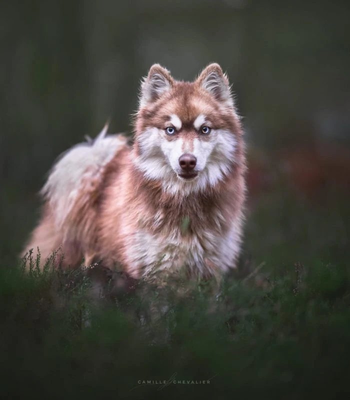 Pomsky chocolate Kingdom of the Galopins