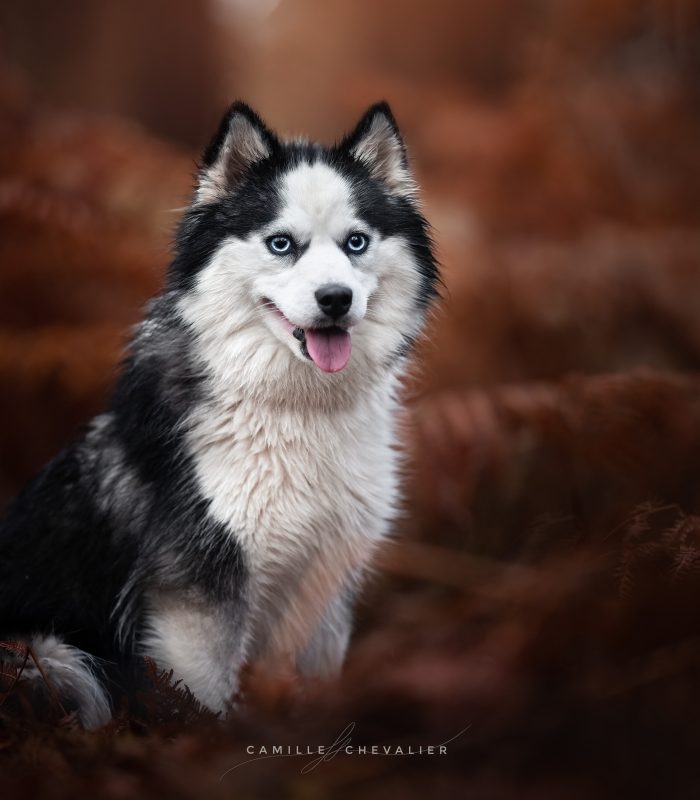 Pomsky noir et blanc Royaume des Galopins